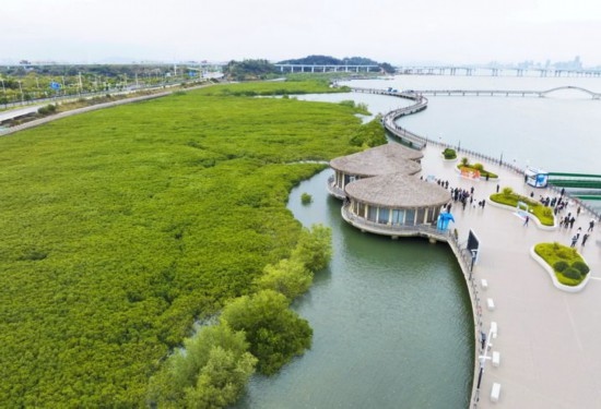 2024年1月23日拍攝的廈門市翔安區(qū)下潭尾紅樹林公園（無人機照片）。新華社記者 林善傳 攝