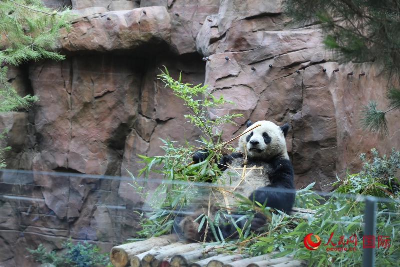 2、“云川”和“鑫寶”落戶圣迭戈動物園，開啟了新一輪中美大熊貓保護合作。 人民網(wǎng)記者 李志偉攝 (1)