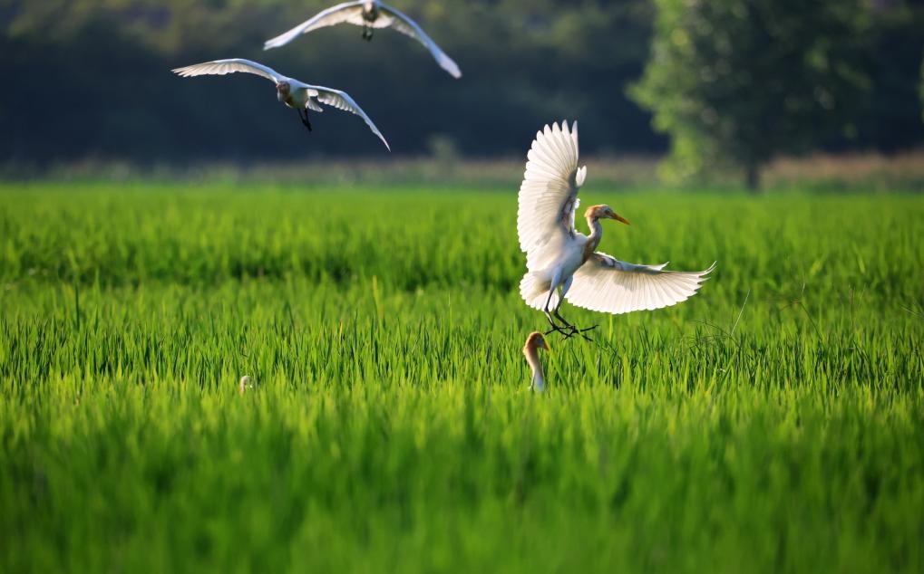 2023年8月7日，鷺鳥(niǎo)在山東省臨沂市郯城縣郯城街道水稻田間飛舞。新華社發(fā)（張春雷 攝）