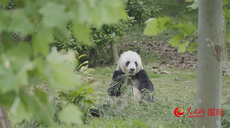 成都大熊貓繁育研究基地的熊貓。人民網(wǎng)記者 張榮攝