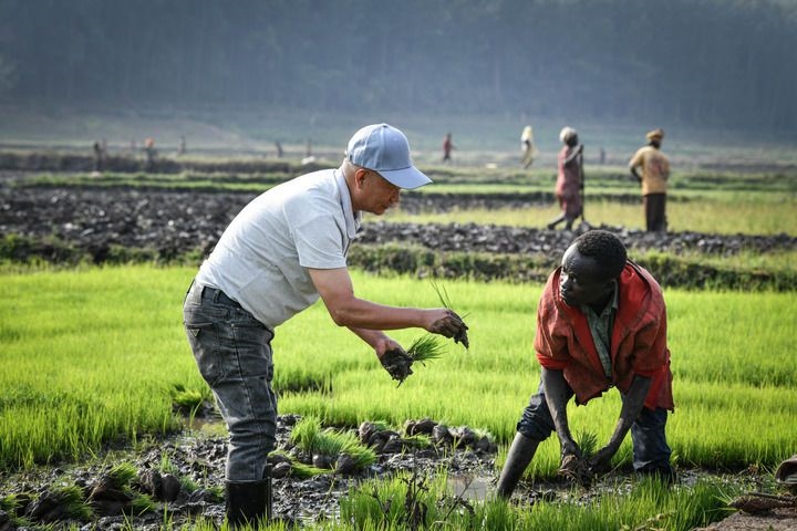 2024年8月14日，在盧旺達(dá)南方省胡耶區(qū)的中國(guó)援盧旺達(dá)農(nóng)業(yè)技術(shù)示范中心，水稻專家鄭瑞金（左）在稻田里指導(dǎo)當(dāng)?shù)氐巨r(nóng)進(jìn)行秧苗移栽。新華社記者 韓旭 攝