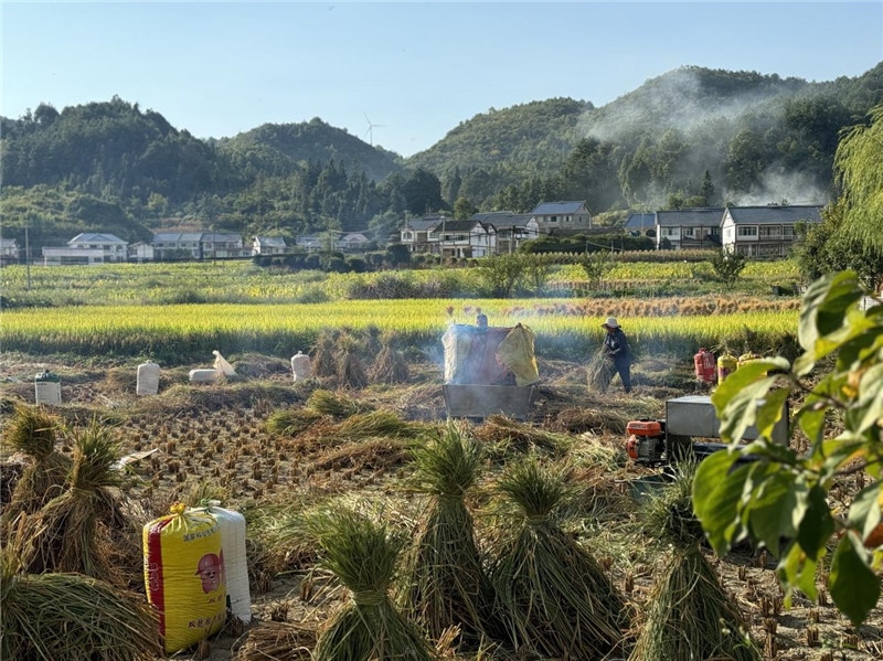 “豐收”是秋天的關(guān)鍵詞，田間煙火氣，最撫凡人心。打谷機、蛇皮袋、抱稻禾、捆秸稈……這是鄉(xiāng)土中國廣大農(nóng)村收割稻谷的經(jīng)典場景，也是不少干過農(nóng)活的人的獨家記憶。告別了打谷機，擁抱機械化，改變的是生產(chǎn)工具，不變的是三農(nóng)情懷。農(nóng)為邦本，本固邦寧，每一個親吻土地、珍惜糧食的日子都值得被尊敬，被緬懷，被憧憬?？疾靾F中的謝里克·科爾茹姆巴耶夫是《哈薩克斯坦實業(yè)報》的總編輯，也是一位“生活觀察家”，田間里揮汗收割的村民引起了他的興趣，他感嘆道：人們勞作的過程總是令人賞心悅目。這就是中外共鳴的“鄉(xiāng)愁”吧。 （烏茲別克斯坦《人民言論報》副總編輯魯斯蘭·肯扎耶夫攝）