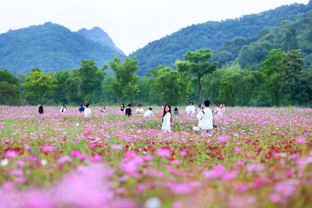 6月8日，游人在浙江省杭州市西湖區(qū)雙浦鎮(zhèn)銅鑒湖畔的花海中游覽。新華社發(fā)（周方玲 攝）
