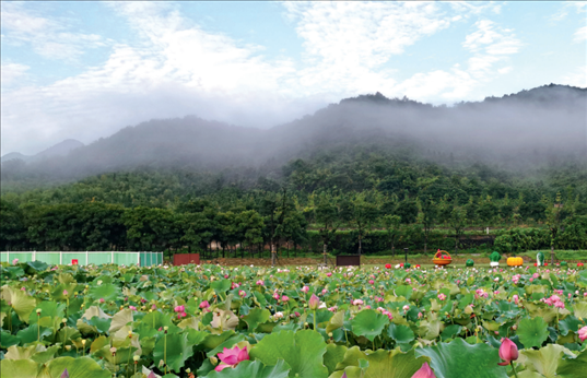 余村荷花池景色秀美。