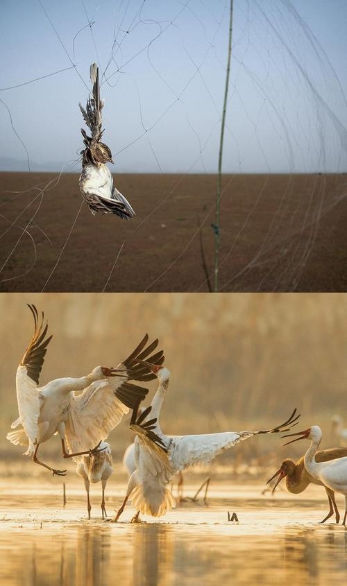 拼版圖片：圖為2011年和2023年鄱陽湖區(qū)的變化，曾經(jīng)湖區(qū)內(nèi)分布有捕鳥網(wǎng)，如今人與自然和諧共生的理念深入人心。攝影：傅建斌 周海燕 制作：賈稀荃