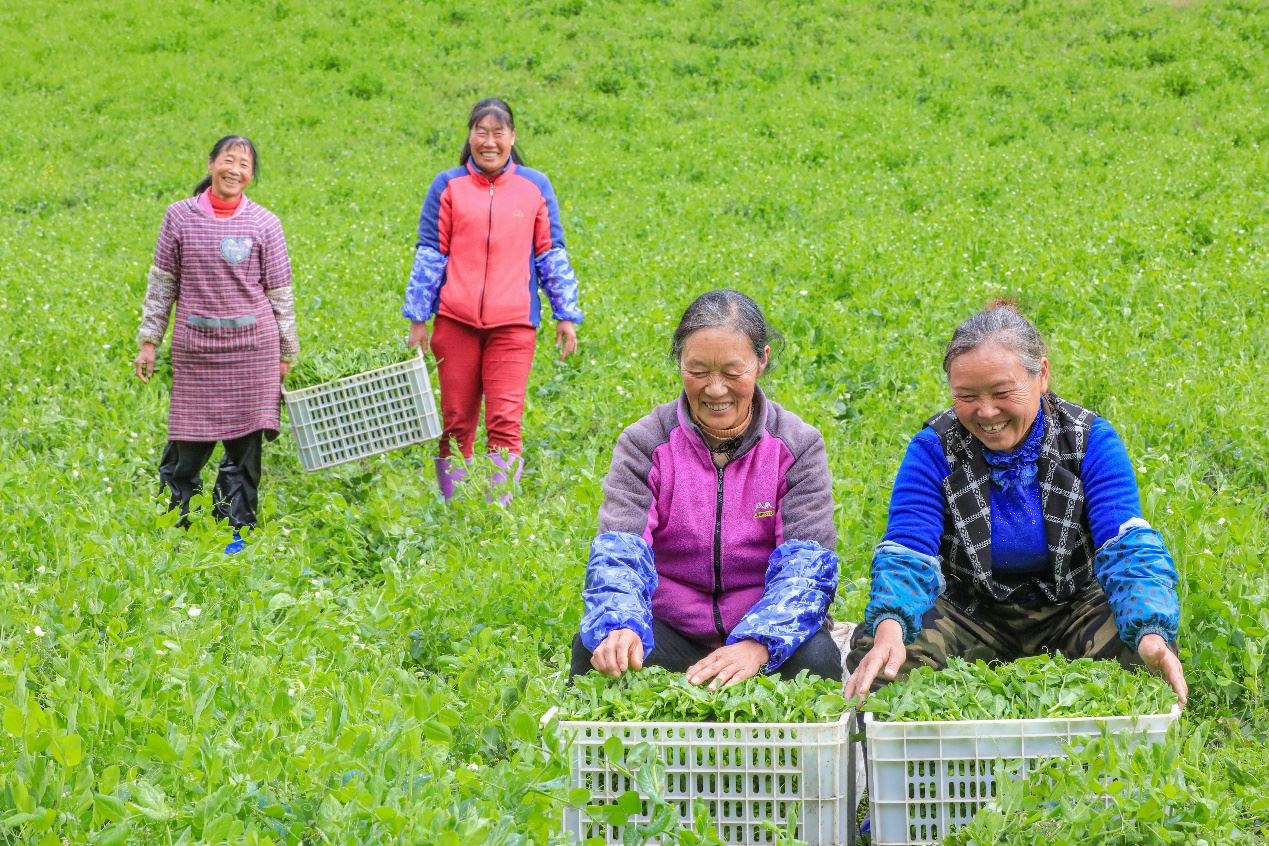 在四川省阿壩藏族羌族自治州馬爾康市馬爾康鎮(zhèn)納足村，當(dāng)季蔬菜喜獲豐收，群眾正在忙著采收、裝箱供應(yīng)市場。來源：人民圖片