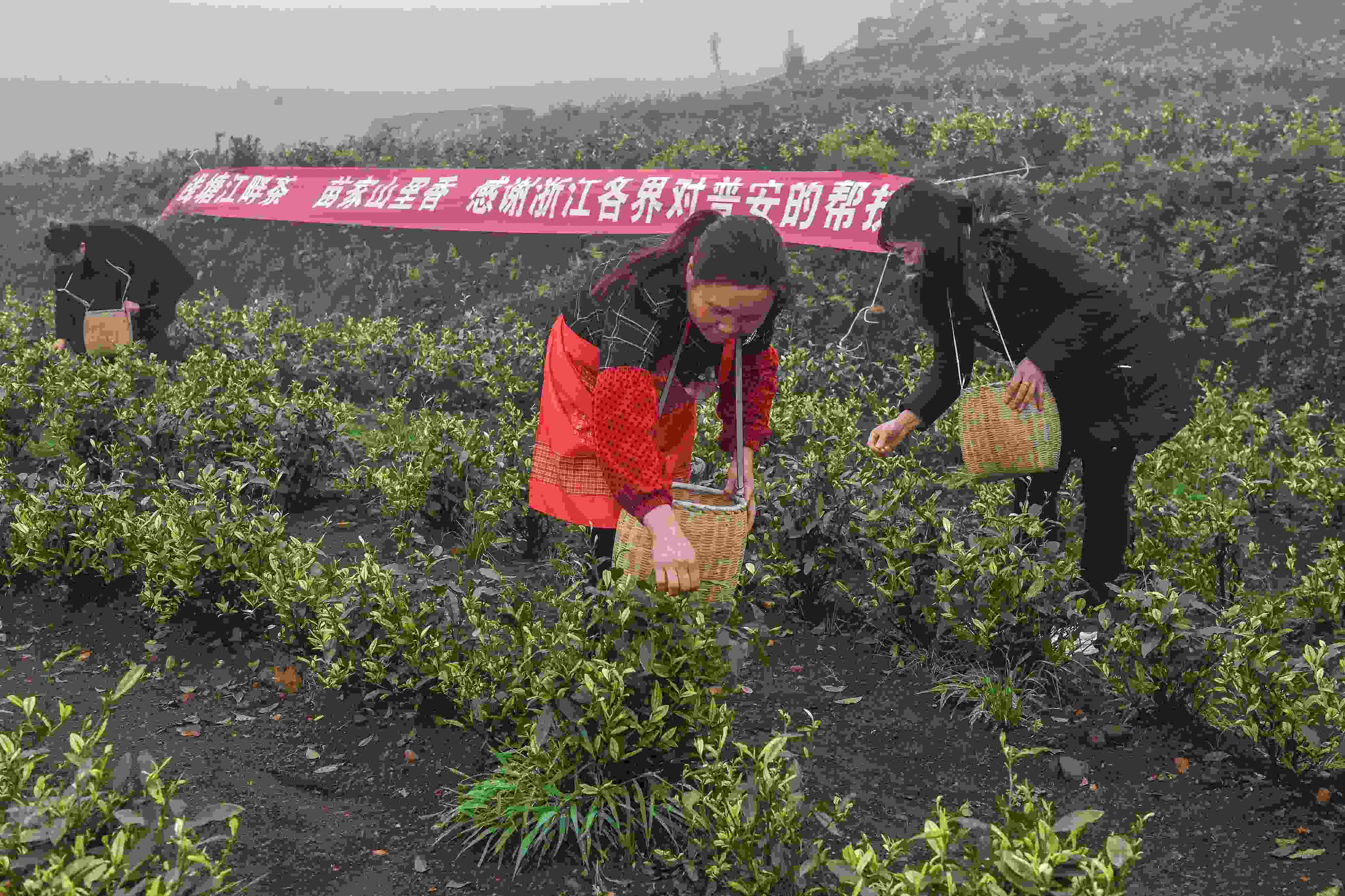 2021年4月14日，工人在貴州省黔西南州普安縣地瓜鎮(zhèn)屯上村“白葉一號”感恩茶園采茶。這片茶園由浙江省安吉縣捐贈。