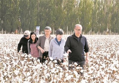 李召虎團(tuán)隊成員在棉田了解試驗情況。 受訪單位供圖