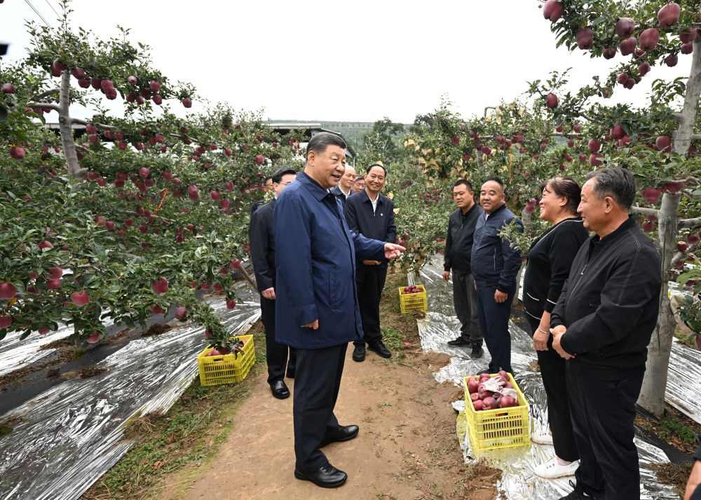 2024年9月11日，習近平在甘肅省天水市麥積區(qū)南山花牛蘋果基地考察時，走進果林了解相關種植、技術和管理情況。習近平指出：“經(jīng)過70多年培育發(fā)展，花牛蘋果品牌更響亮了。要加強品種保護和培育，優(yōu)化種植方式，創(chuàng)新營銷模式，把這個特色產(chǎn)業(yè)做得更大，帶動更多群眾增收致富?！? width=