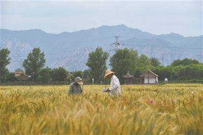 圖為中國農(nóng)業(yè)大學(xué)師生在該校上莊實(shí)驗(yàn)站開展小麥育種工作。馬文哲攝
