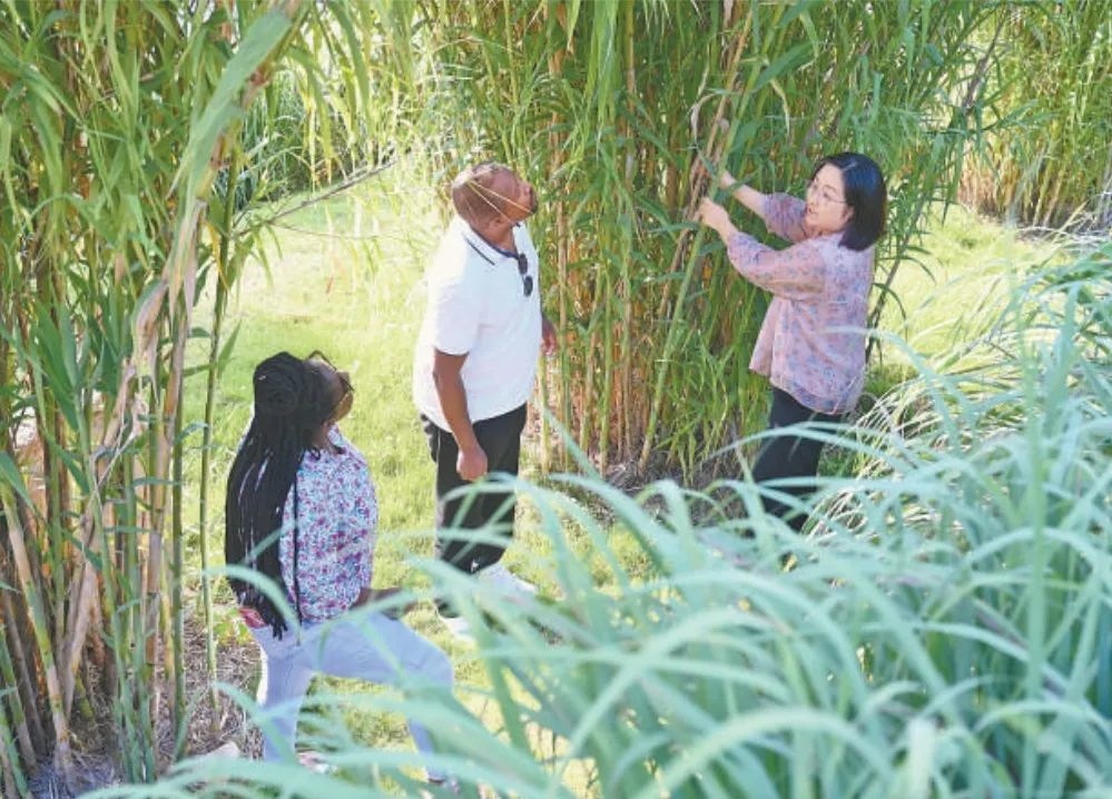 福建農(nóng)林大學國際菌草工程技術(shù)研究中心工作人員（右）在向盧旺達留學生介紹菌草品種“綠洲1號”蘆竹的生長情況。新華社記者 林善傳 攝