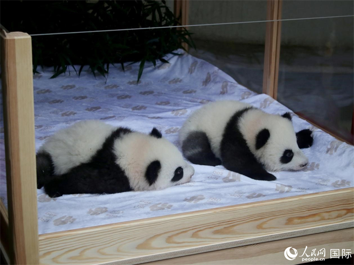 柏林動物園的明星“夢好”與“夢甜”。人民網(wǎng) 肖晶攝
