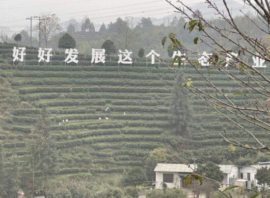 景寧畬族自治縣澄照鄉(xiāng)三石村馬嶺頭茶葉基地。劉軍國攝
