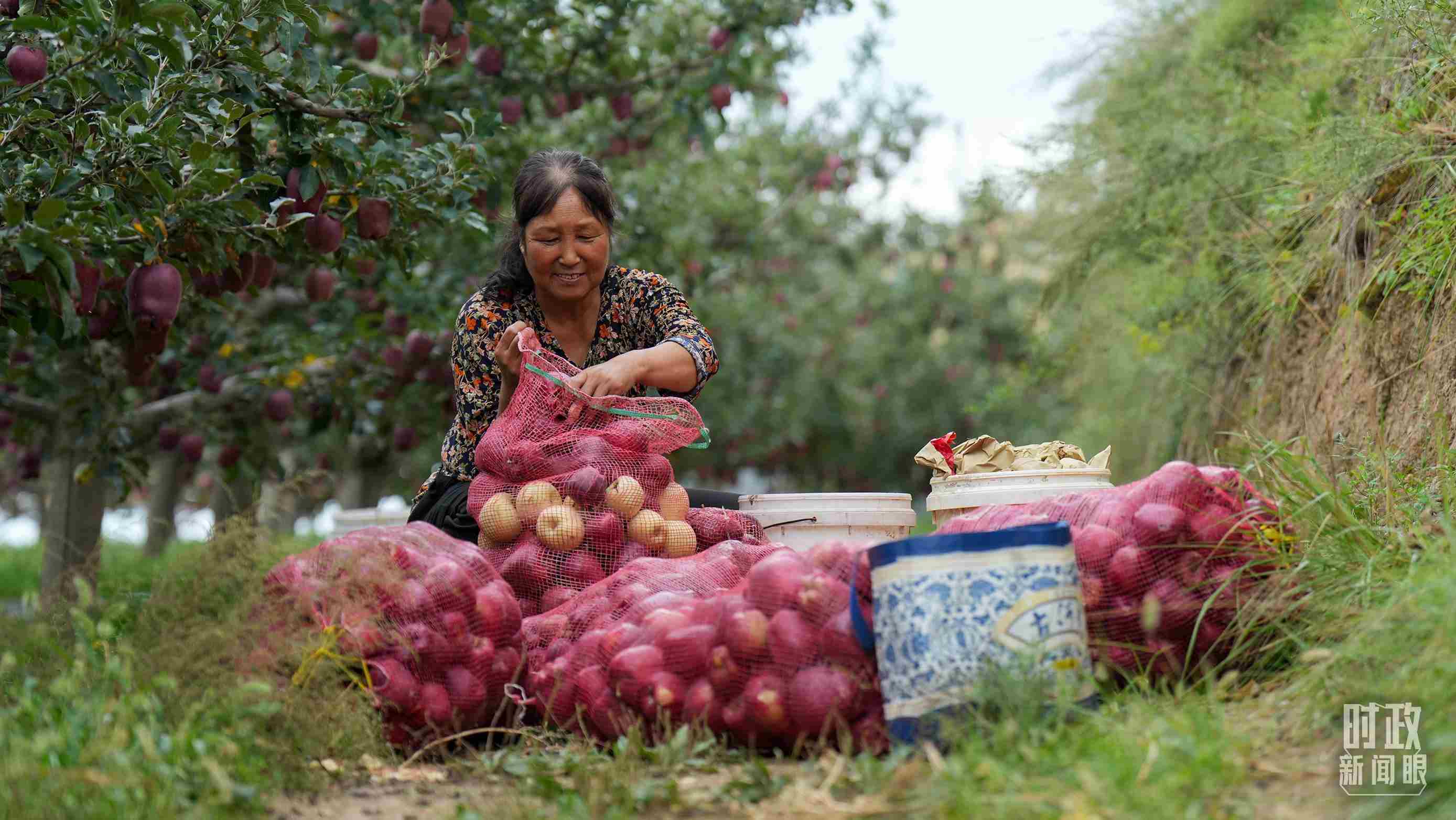 △甘肅天水的花牛蘋果已經(jīng)成為當?shù)厝罕姷摹吧鷳B(tài)果”“致富果”。（總臺記者李晉拍攝）