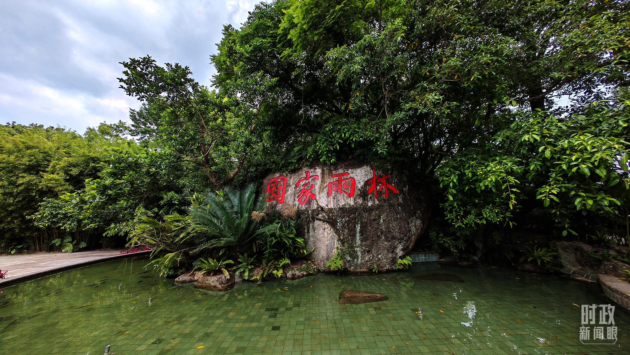 海南熱帶雨林國(guó)家公園。（總臺(tái)央視記者彭漢明拍攝）