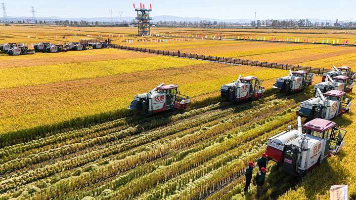 2024年9月22日，在黑龍江省重要糧食產(chǎn)區(qū)哈爾濱市方正縣的稻田中，農(nóng)機(jī)開(kāi)啟“黑龍江秋收第一鐮”作業(yè)（無(wú)人機(jī)照片）。新華社記者 王松 攝