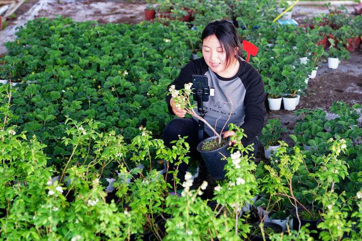2024年4月27日，在山東省惠民縣姜樓鎮(zhèn)立冉果蔬種植合作社，工作人員在直播賣(mài)藍(lán)莓苗。新華社記者 郭緒雷 攝