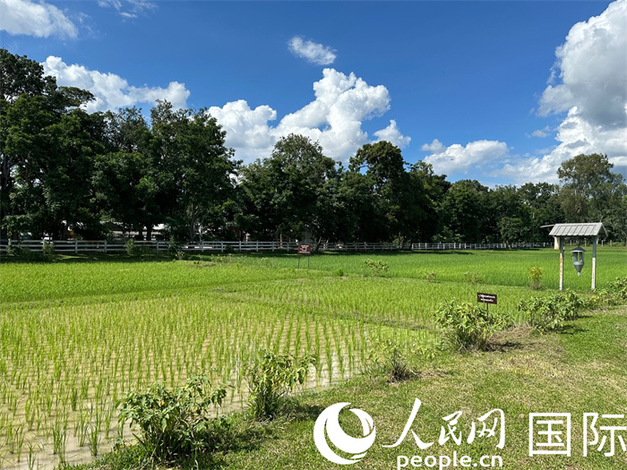 泰國沙功那空省水稻種植示范基地。人民網(wǎng)記者 簡承淵攝