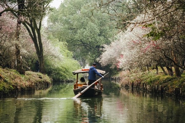 杭州西溪濕地，河岸梅花盛開。圖片來源：視覺中國