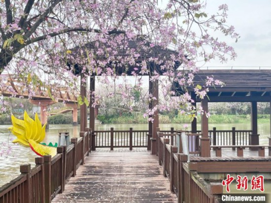 3月7日，廣州海珠國家濕地公園宮粉紫荊花海吸引游人。中新社記者 許青青 攝