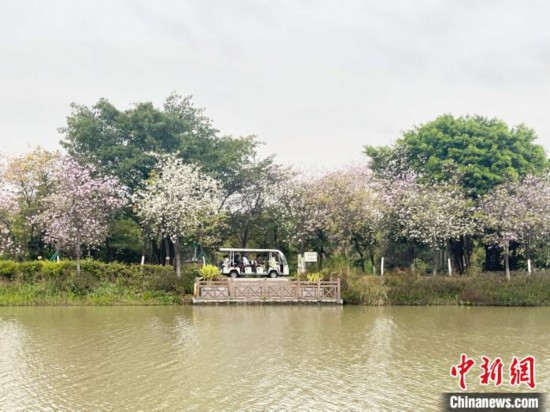 3月7日，廣州海珠國家濕地公園宮粉紫荊花海吸引游人。中新社記者 許青青 攝