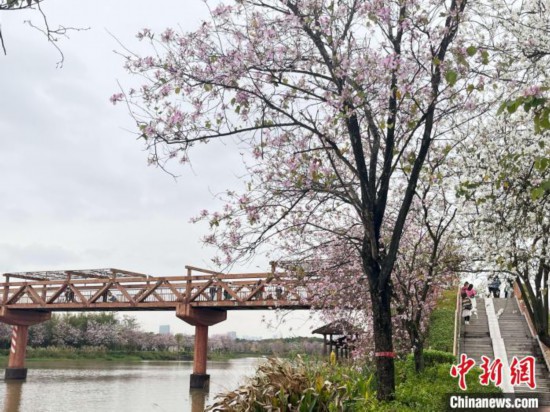 3月7日，廣州海珠國家濕地公園宮粉紫荊花海吸引游人。中新社記者 許青青 攝