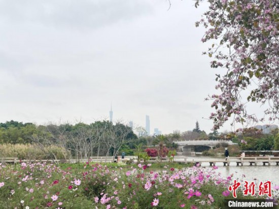 每年三月，廣州海珠國家濕地公園迎來最具標志性的景觀之一——宮粉紫荊花海，公園內(nèi)的石榴崗河沿岸兩側(cè)，數(shù)千株宮粉紫荊綿延3.2公里，粉紅與粉白的花朵交織如云，頗為浪漫。據(jù)悉，宮粉紫荊因其耐濕性強、花期長的特性，是廣州海珠國家濕地公園生態(tài)修復(fù)的優(yōu)選樹種。近年來通過科學管養(yǎng)，花量相較往年明顯增加，盛花期持續(xù)近一個月時間，預(yù)計浪漫景致將延續(xù)至清明前。圖為3月7日，廣州海珠國家濕地公園宮粉紫荊花海吸引游人。中新社記者 許青青 攝