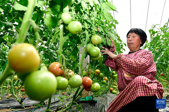 3月13日，在菏澤市鄆城縣張營街道，農(nóng)民在設(shè)施大棚里打理西紅柿。