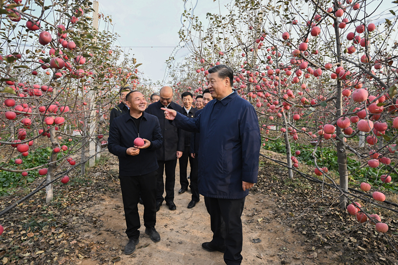2022年10月26日，習(xí)近平總書記在陜西省延安市安塞區(qū)高橋鎮(zhèn)南溝村的蘋果園里同老鄉(xiāng)們親切交流。