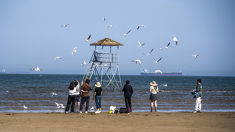 2024年5月12日，河北秦皇島，北戴河鴿子窩公園成群海鷗在天空中自由翱翔，與大海、藍天構(gòu)成了一幅美麗的畫卷。
