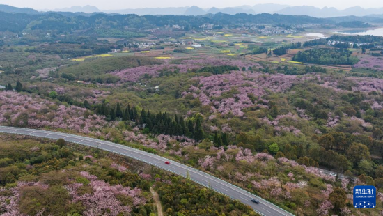清鎮(zhèn)市紅楓湖鎮(zhèn)右二村旁的道路與花海相映（4月5日攝，無人機(jī)照片）。