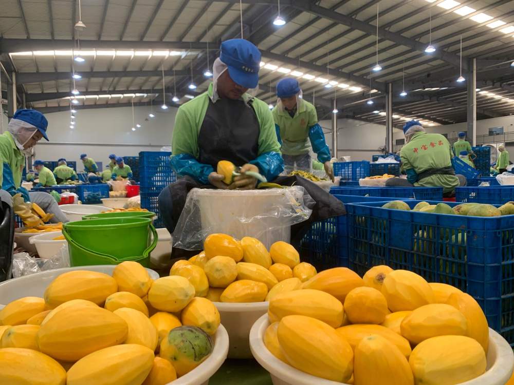 2023年3月7日，工作人員在柬埔寨磅士卑省的中寶（柬埔寨）食品科技有限公司處理芒果。自區(qū)域全面經(jīng)濟(jì)伙伴關(guān)系協(xié)定（RCEP）生效實(shí)施以來，柬埔寨的農(nóng)產(chǎn)品正在更加便利地進(jìn)入中國市場。