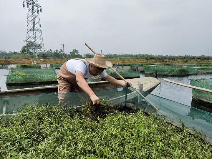 陳樹在湖北省仙桃市剅河鎮(zhèn)余腦村黃鱔繁育基地觀察黃鱔長勢。新華社記者宋立崑 攝