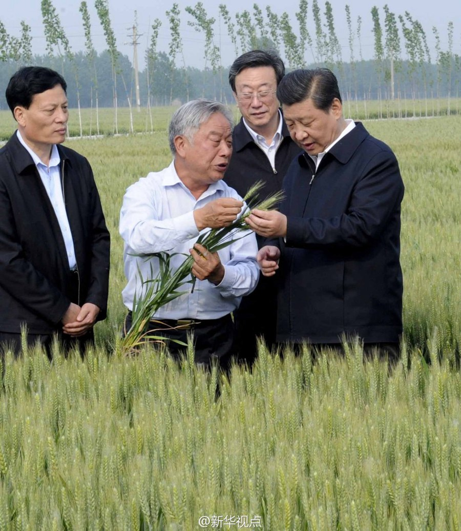 2014年5月，習(xí)近平總書(shū)記在河南省尉氏縣張市鎮(zhèn)高標(biāo)準(zhǔn)糧田察看小麥長(zhǎng)勢(shì)。