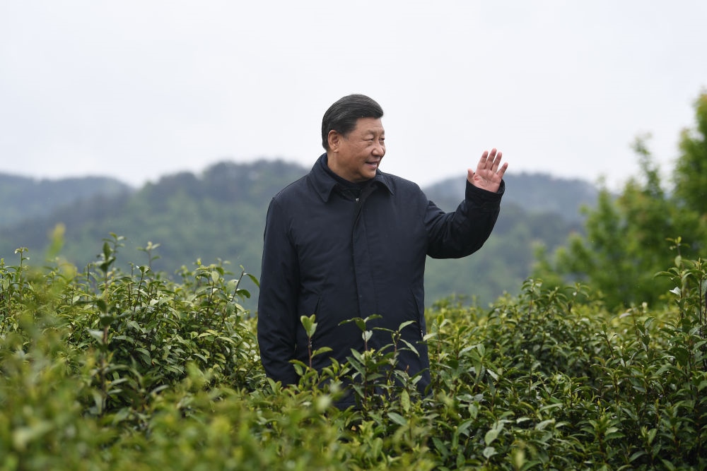 2020年4月21日，習近平總書記來到陜西安康市平利縣老縣鎮(zhèn)，在茶園考察脫貧攻堅情況。新華社記者 燕雁 攝